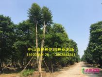 子母树