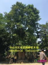子母树
