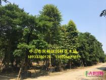 单杆子母树
