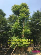 子母树