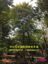 单杆子母树