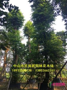 单杆子母树